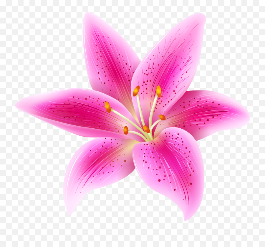Pink Lily Flower Transparent Clip Art - Transparent Stargazer Lily Png Emoji,Easter Lily Clipart