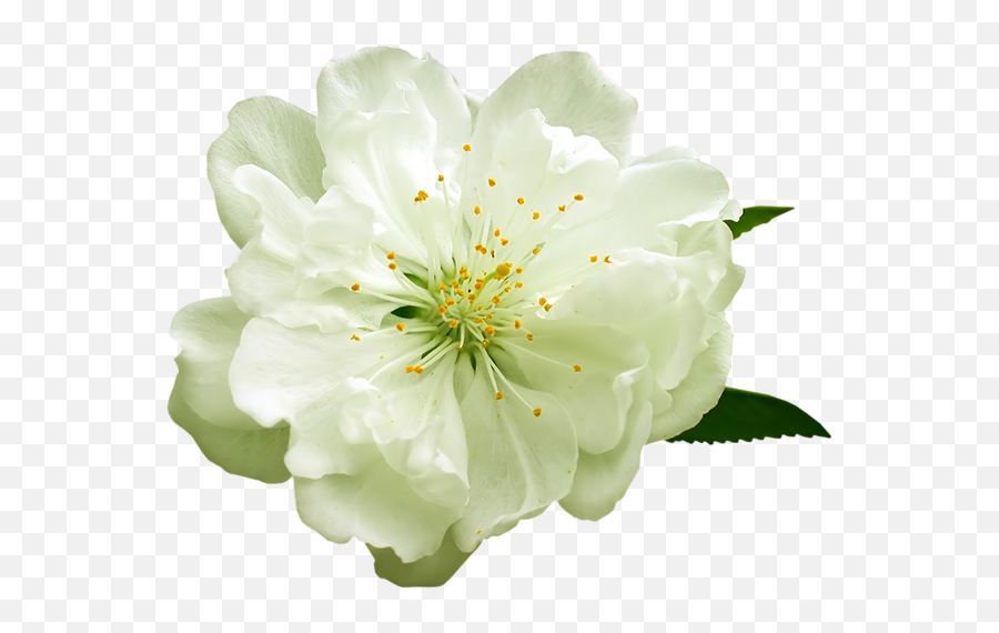 Download White Flower Png - White Green Flower Png Emoji,White Flower Png