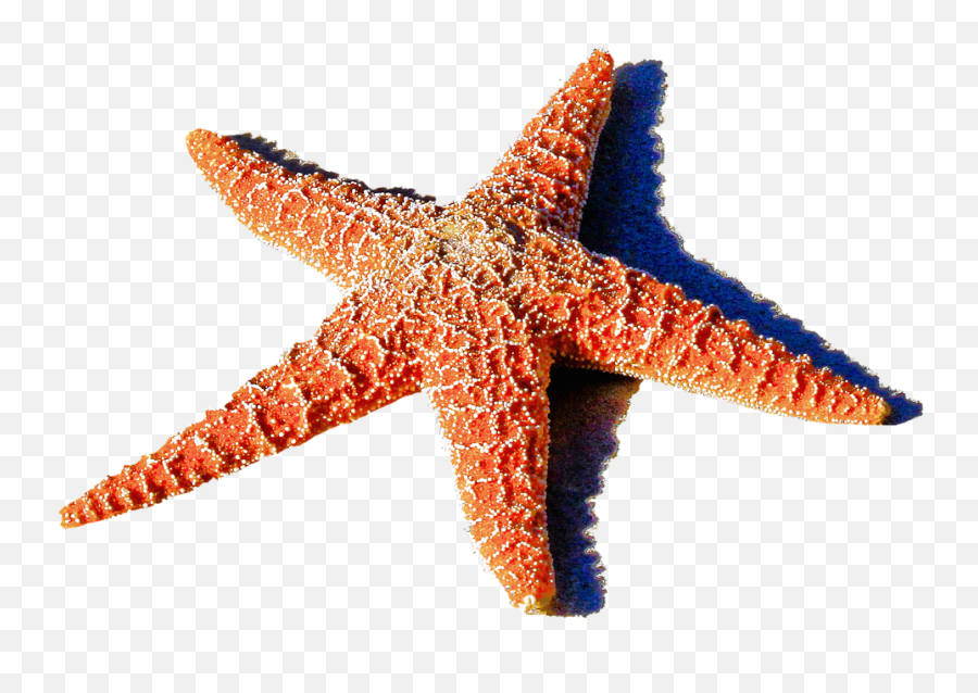 Starfish Png Clipart Free Download - Marine Life Transparent Background Emoji,Starfish Clipart