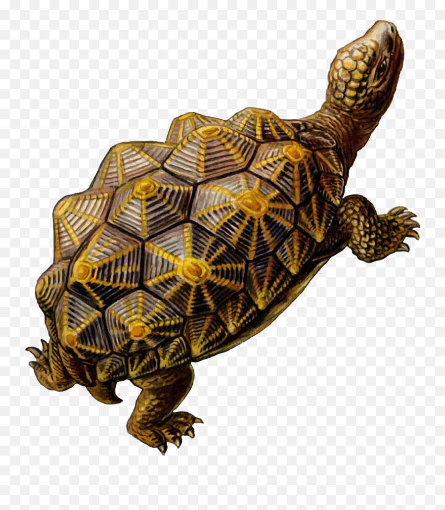 Turtle Download Free Images Png Transparent Background Free - Html Turtle Emoji,Turtle Transparent Background