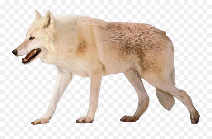 Wolf Transparent Png - Arctic Wolf Clipart Transparent Arctic Wolf Png Emoji,Wolf Clipart
