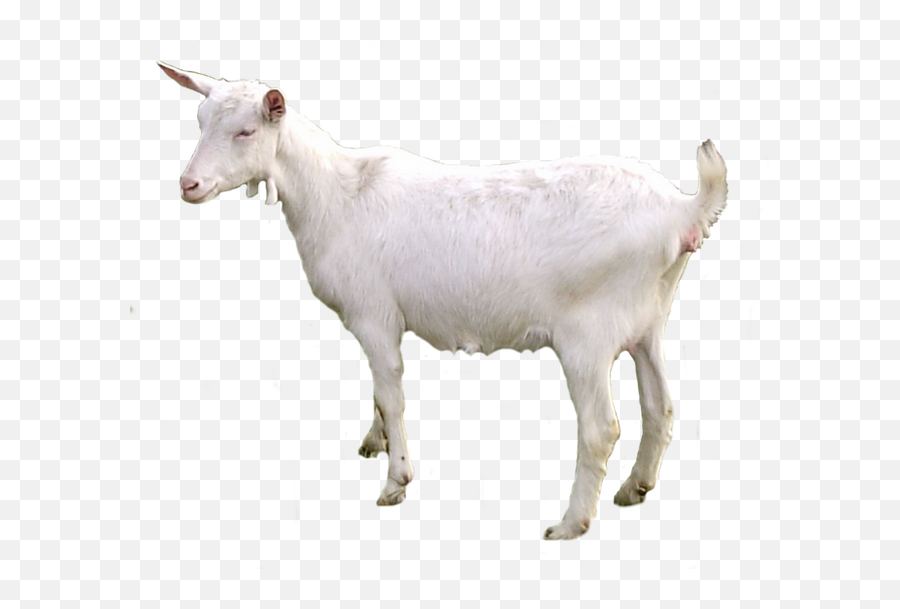 Goat Png Images - Saanen Goat Emoji,Goat Png