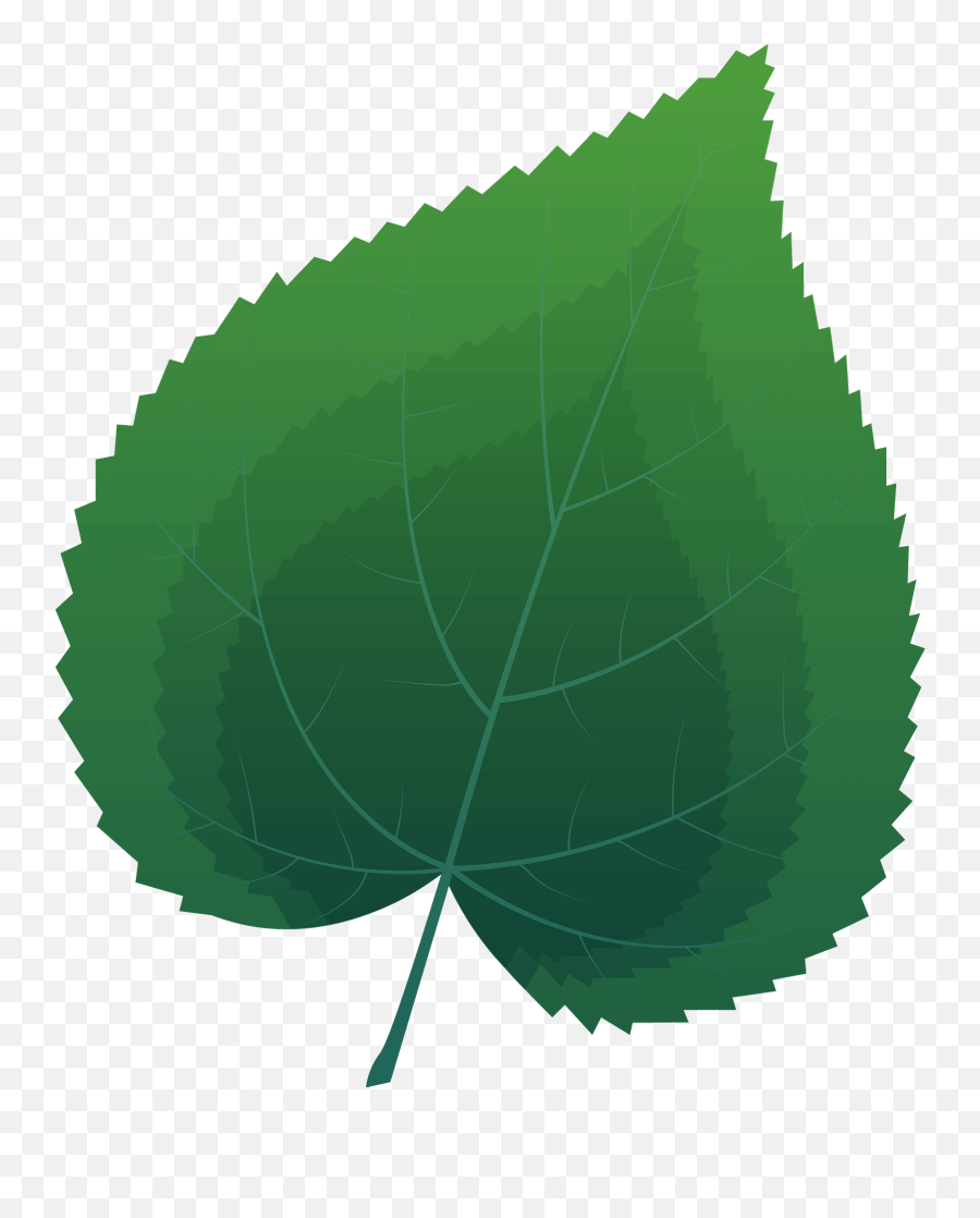 Common Lime Spring Leaf Clipart Free Download Transparent - Quaking Aspen Emoji,Lime Clipart