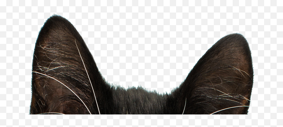 Everything Is - Round Toe Emoji,Cat Ears Png