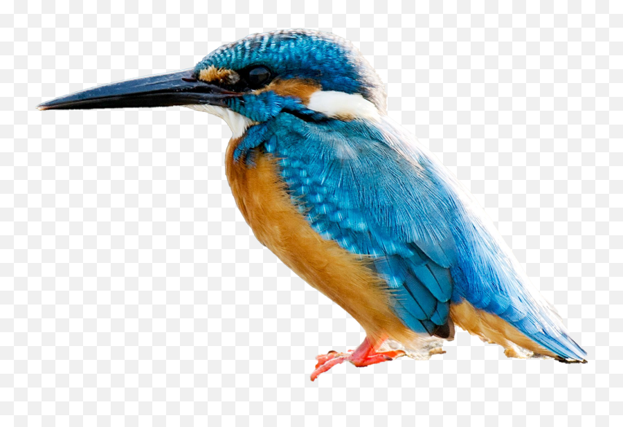 Kingfisher Bird Png Transparent Images Png All - Kingfisher Transparent Emoji,Bird Transparent Background