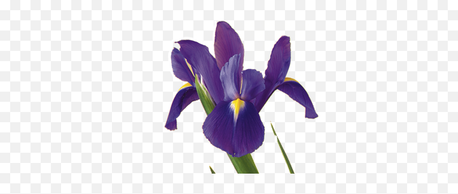 Iris Flower Meaning Symbolism Emoji,Iris Flower Png