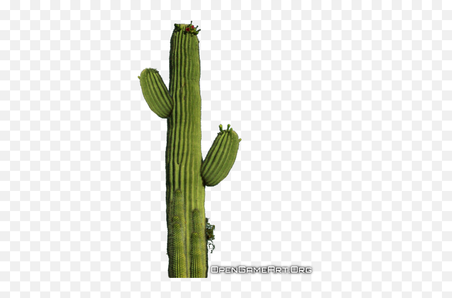 Transparent Cactus Plant Png Png Mart Emoji,Plants Transparent Background
