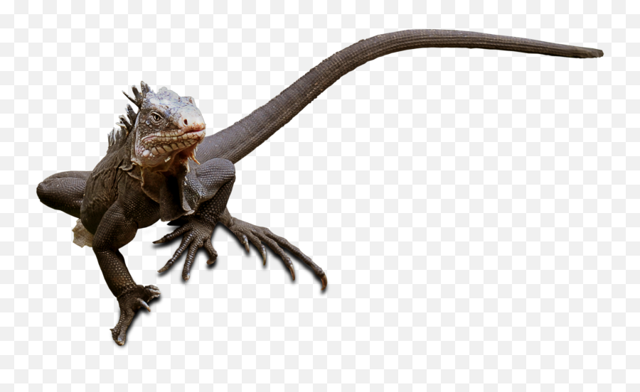 Exotic Lizard On The White Background Free Image Download Emoji,Lizard Transparent Background