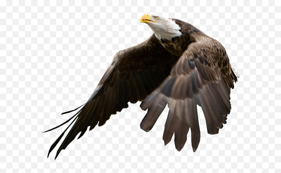 Eagle Being Released Psd In Comment - Imgur Emoji,Eagle Transparent Background