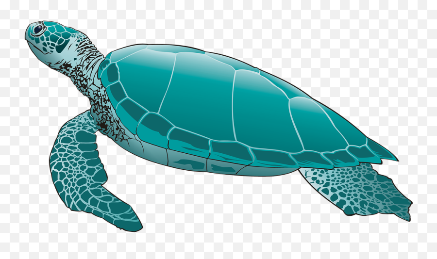 Turtle Png Pic Png Arts - Sea Turtle Clipart Emoji,Turtle Png