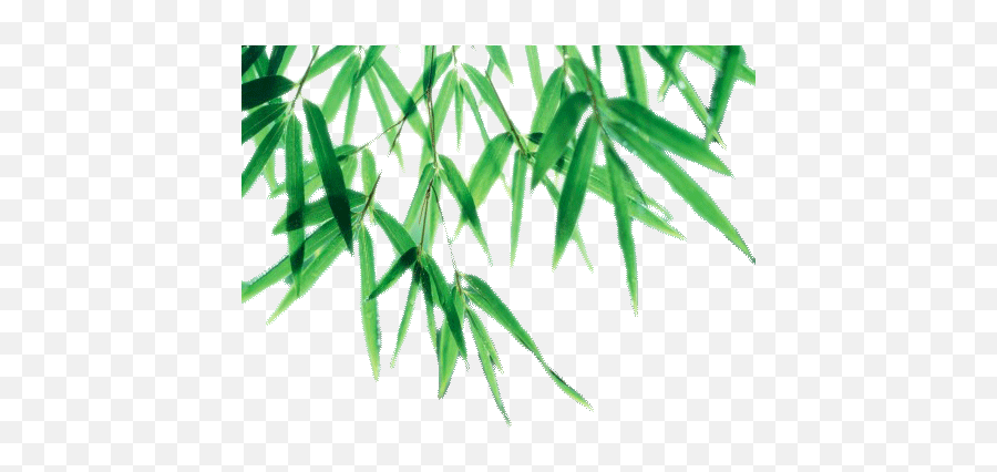 Bamboo Leaf Picture Hq Png Image - Leaf Png With Shadow Emoji,Bamboo Png