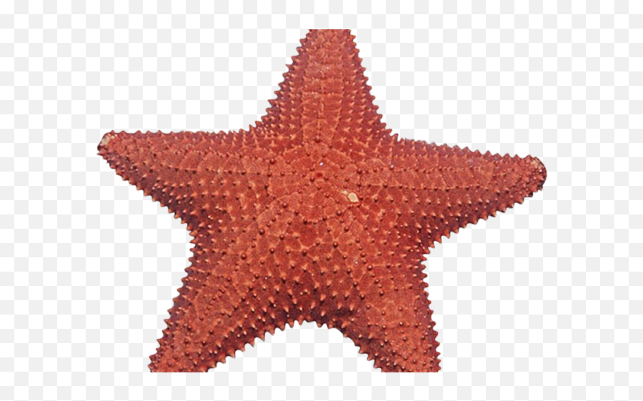Download Starfish Clipart Under Sea - Estrela Do Mar Real Png Emoji,Starfish Clipart