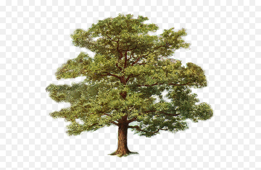 Download Oak Tree 0 - Avocado Tree Clipart Emoji,Oaktree Clipart