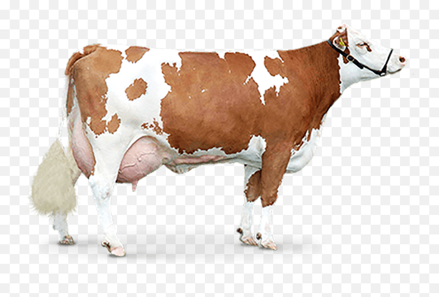 Download Brown Cow Png Image Hq Png - Brown Cow Png Emoji,Cow Png
