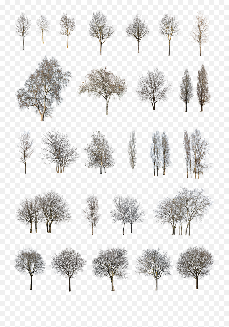 27 Winter Trees Pack - Pond Pine Transparent Cartoon Jingfm Winter Tree Cut Out Png Emoji,Winter Trees Clipart