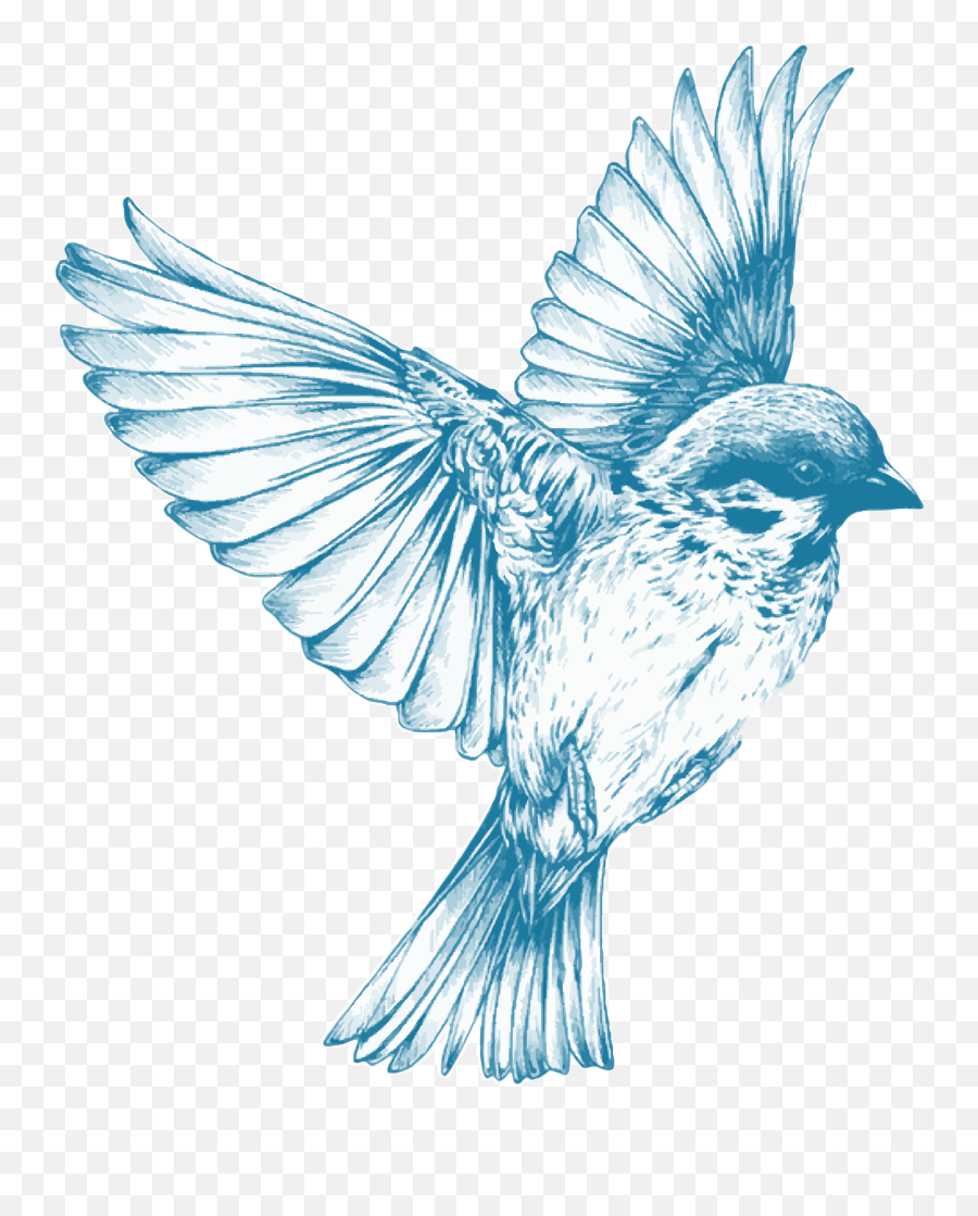 Hummingbird Clipart Vintage Hummingbird Vintage Transparent - Blue Bird Drawing Png Emoji,Hummingbird Clipart
