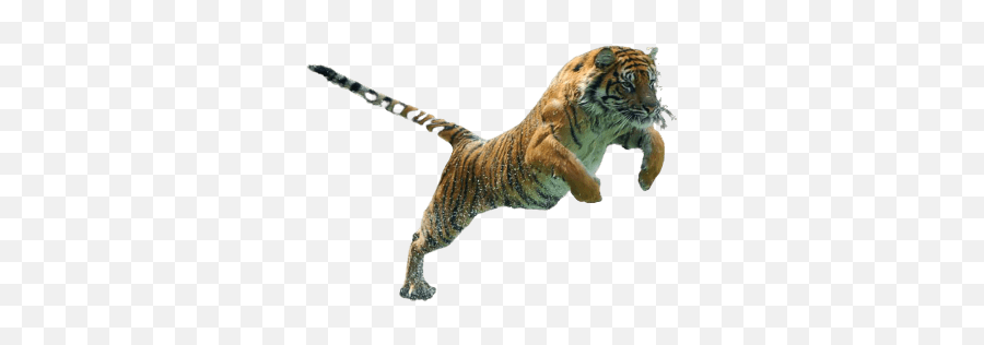 Best 111 Tiger Png Hd Transparent Background A1png - Bengal Tiger Emoji,Tiger Transparent Background