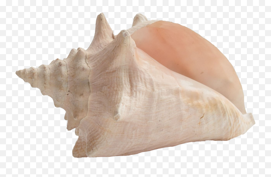 Sea Conch Shell Png Image Transparent Png Arts Emoji,Seashell Clipart Png