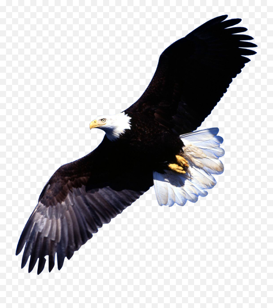 Download Eagle Png Image - Transparent Background Images Emoji,Eagle Transparent Background