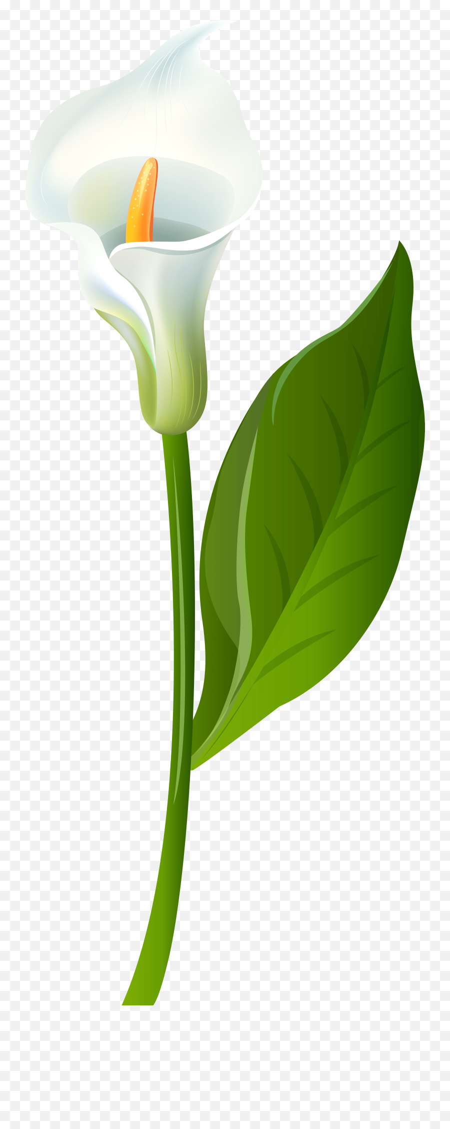 Green Calla Lilies Png Transparent Png - Fresh Emoji,Easter Lily Clipart