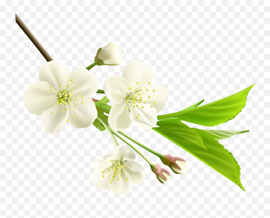 Flower Spring Tree Branch White Flowers - Spring White Flowers Png Emoji,White Flower Png