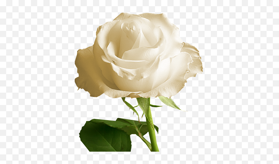 Transparent White Rose U0026 Free Transparent White Rosepng - Rose Transparent Background White Rose Png Emoji,Roses Transparent