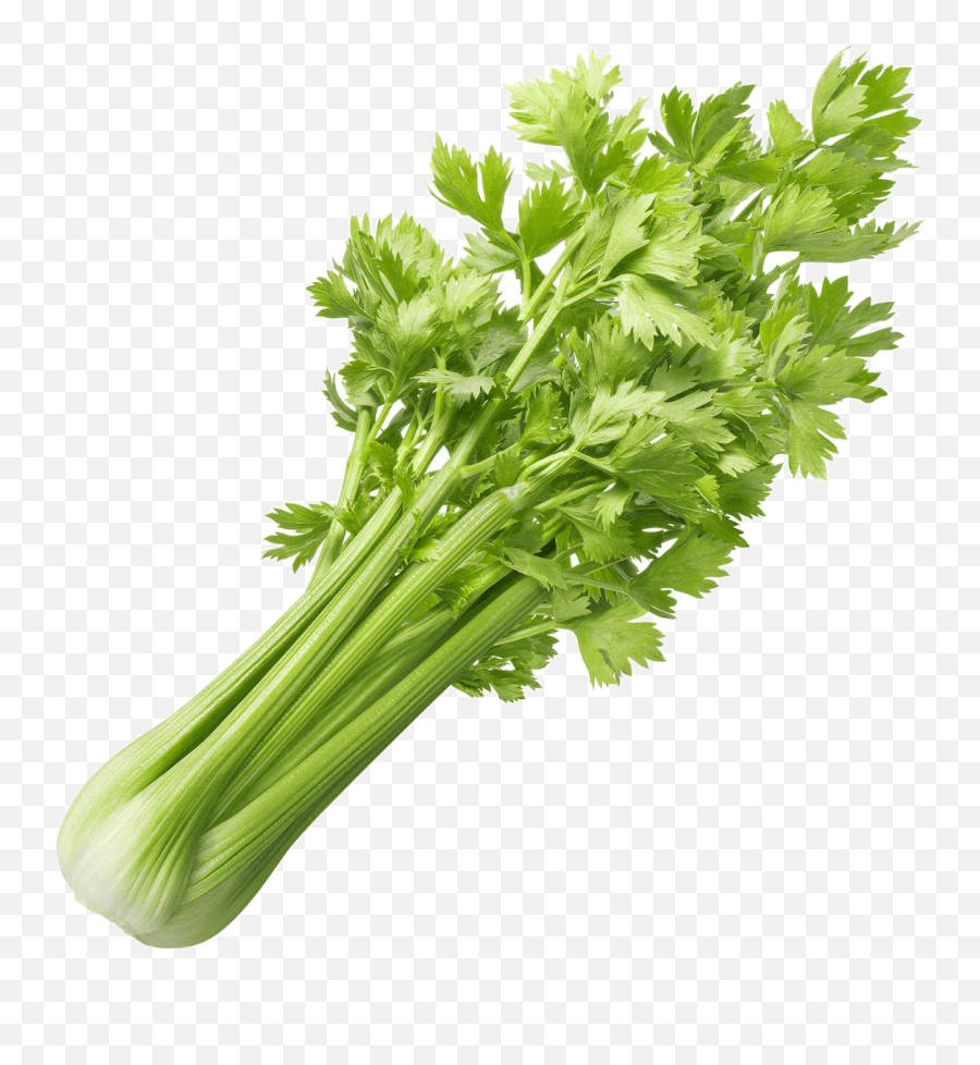 Celery 1 Bundle - Parsley Celery Emoji,Celery Png