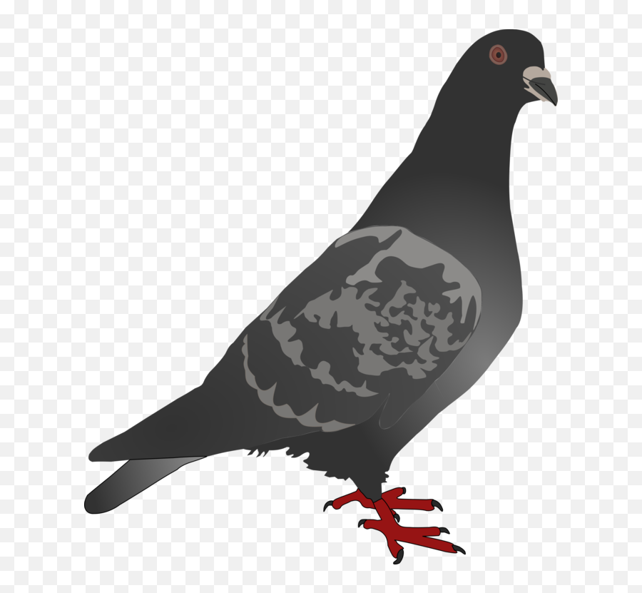 Bird Pigeons And Doves Beak Png Clipart - Black Pigeon Png Emoji,Pigeon Clipart