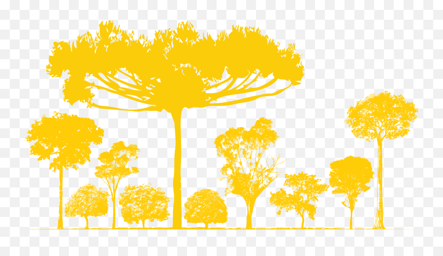 Oak Clipart Brazil Nut Tree - Novo Fogo Transparent Novo Fogo Cachaça Logo Emoji,Oak Tree Clipart