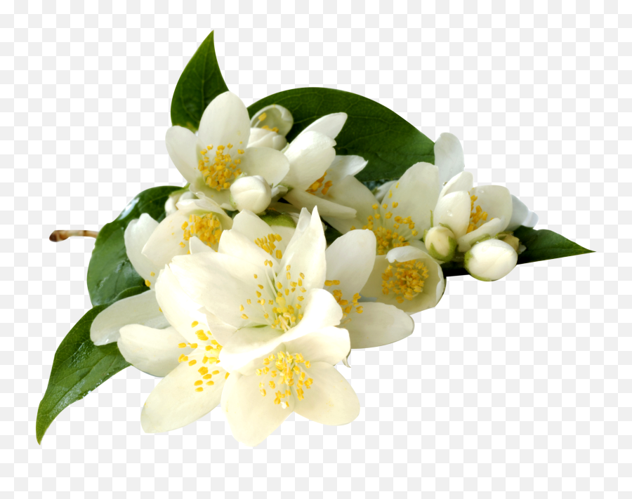 Jasmine Flower Png Images Free Download - Transparent Jasmine Flowers Png Emoji,Flower Transparent