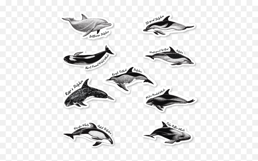 Dolphin Project Shop - Common Bottlenose Dolphin Emoji,Dolphin New Logo