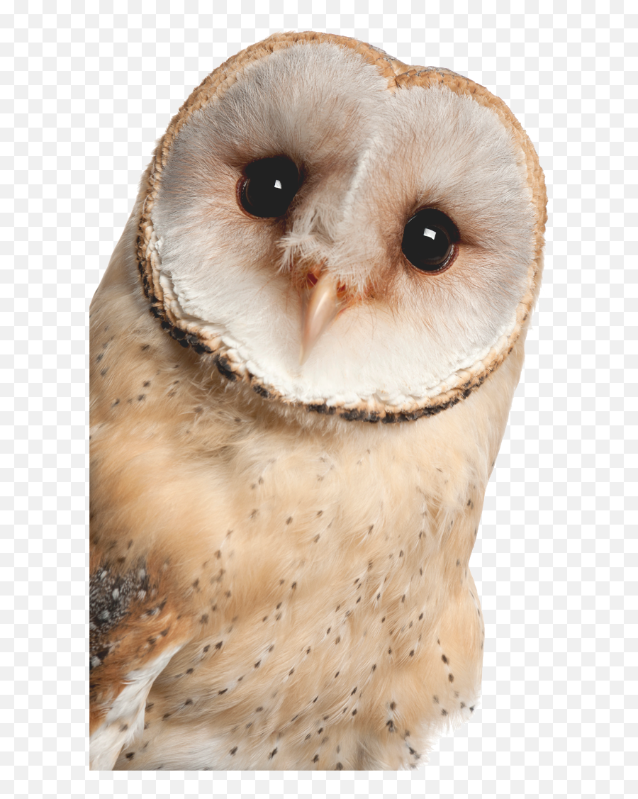 Systems Thinking Understanding Food And Climate Change Emoji,Barn Owl Png