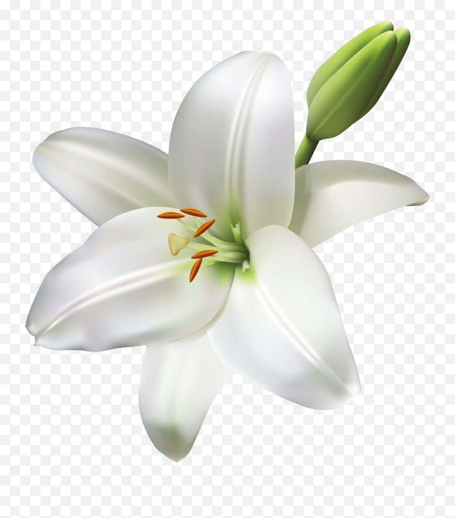 Lily Flower Transparent Png Clip Art - Lily Flower Png Emoji,Easter Lily Clipart
