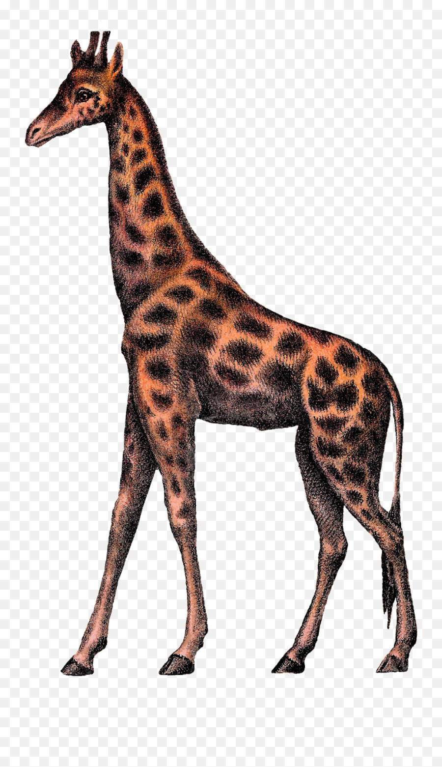 Download Hd Digital Giraffe Clipart Image Vintage Animal - Illustrations Cliparts Vintage Circus Emoji,Giraffe Clipart