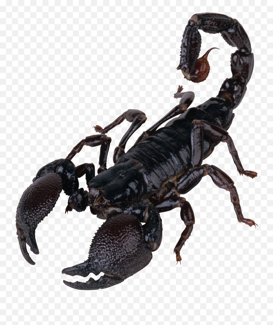 Best Free Scorpions Icon Clipart - Scorpion Png Emoji,Scorpion Clipart
