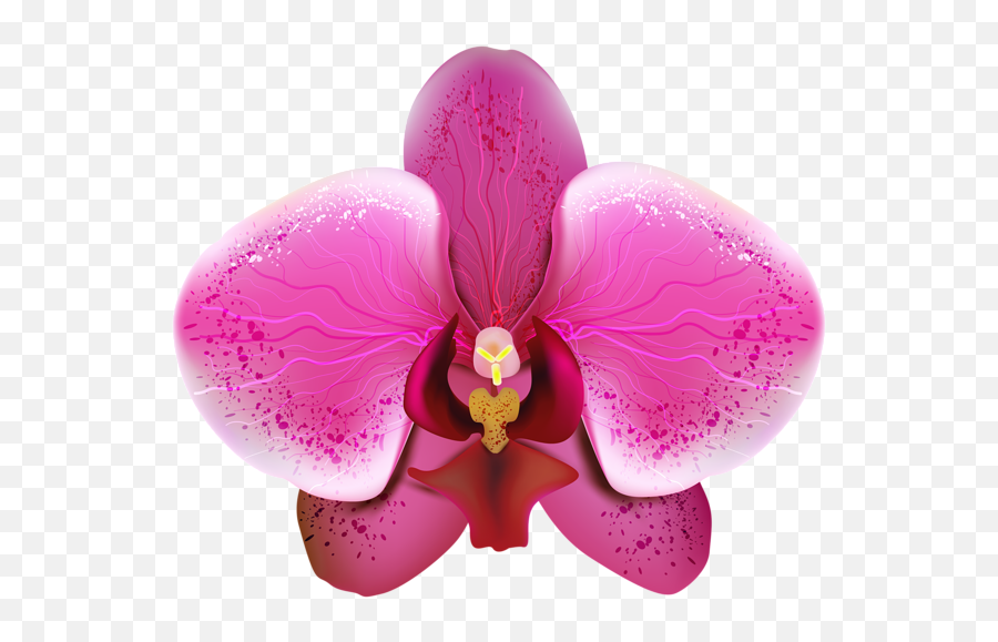 Orchid Transparent - Orchids Flower Png Emoji,Orchid Clipart
