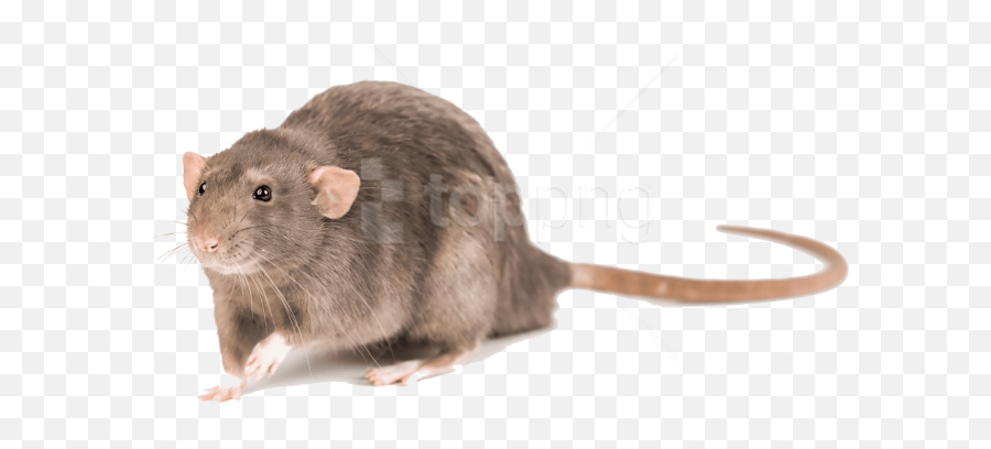 Download Free Png Mouse Photo Png Images Transparent - Brown Emoji,Mouse Animal Png