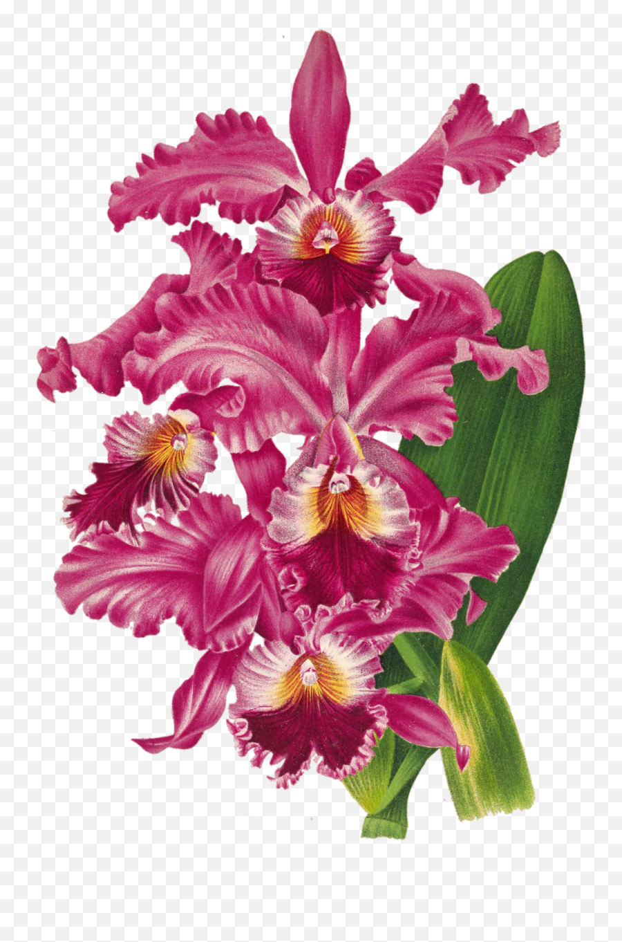 Orchid Blossom Flower Transparent Free Stock Photo - Public Emoji,Pink Flower Transparent
