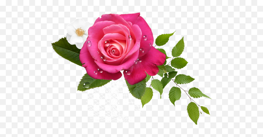 Flores Png Rosas - Rosa Png Emoji,Flores Png