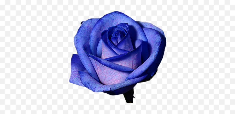 Transparent Flowers Purple Roses - Blue Violet Flower Transparent Background Emoji,Flower Transparent