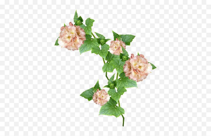 Mrdtoe - Tallyfaerieflower Vinepng C 856299 Png Vine Flower Png Transparent Emoji,Vines Png
