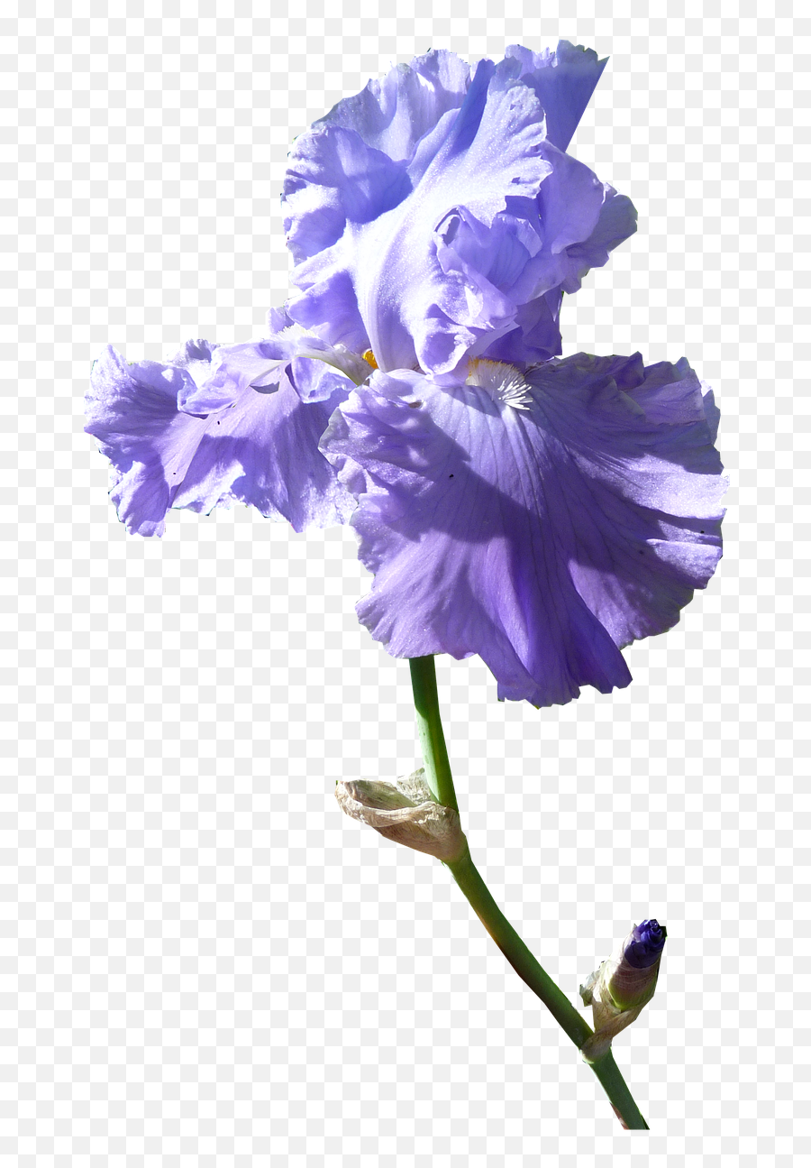 Iris Flower Transparent Transparent Png Emoji,Iris Flower Png