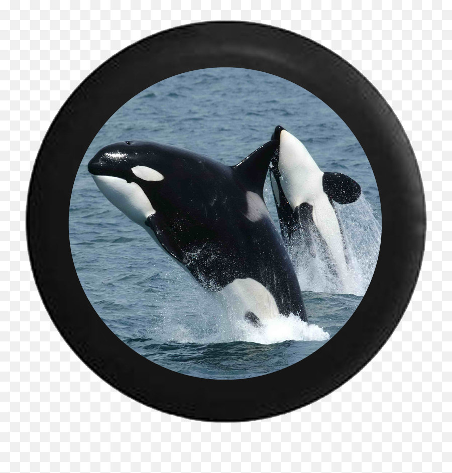Killer Whale Orca Swimming Jumping Free Rv Camper Spare Tire Cover - Blackcustom Sizecolorink Emoji,People Swimming Png