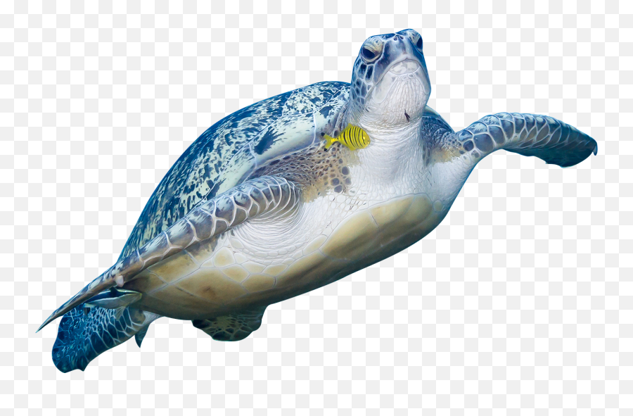 Turtle Swimming Png U0026 Free Turtle Swimmingpng Transparent - Sea Turtles Emoji,Turtle Png