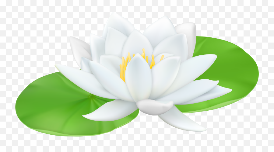 Clip Art Water Lily Png Image With No - Water Lily Clipart Png Emoji,Easter Lily Clipart