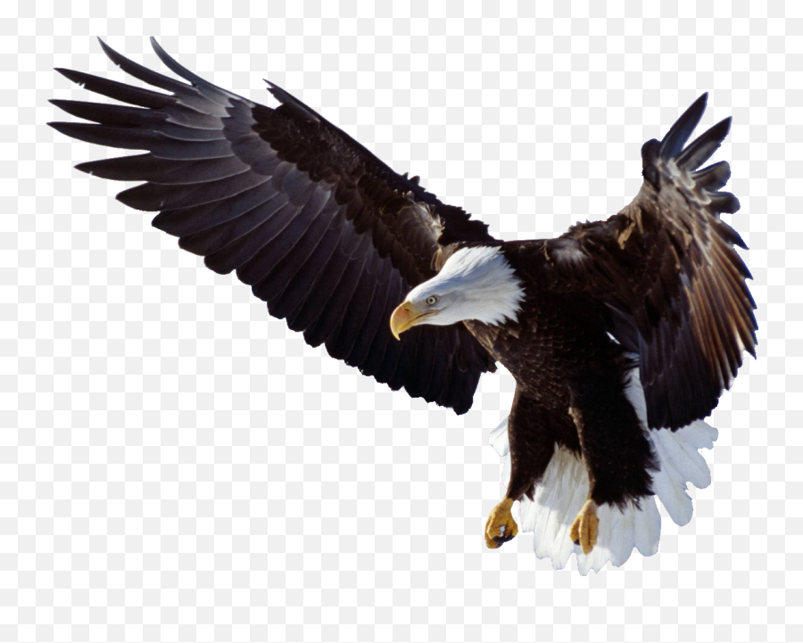 Flying Eagle Clipart Hq Png Image - Flying Eagle Transparent Emoji,Bald Eagle Clipart