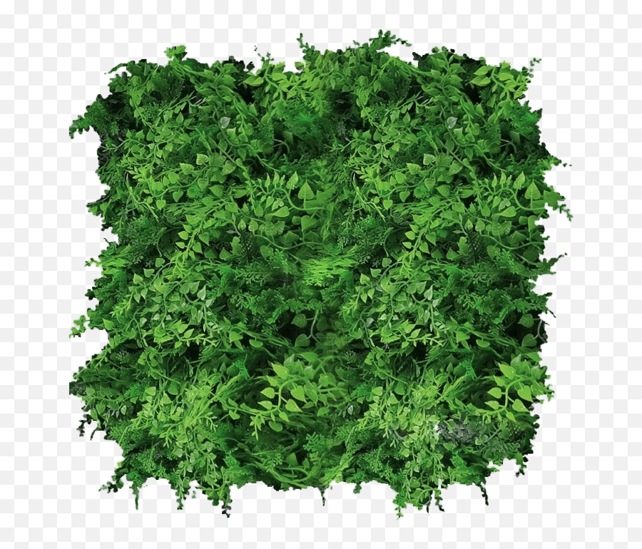 Green Walls Lush Greenery - Fines Herbes Emoji,Greenery Png