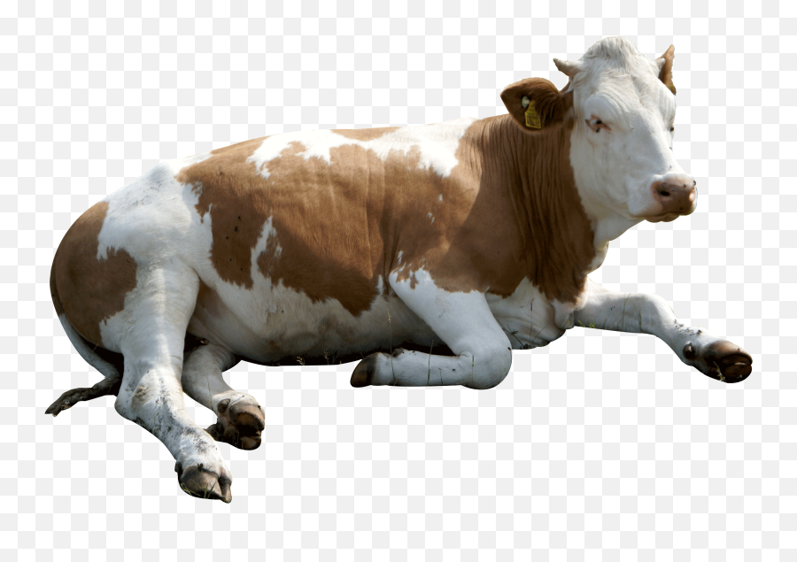 Dairy Cattle Sticker Mycotoxin - Transparent Indian Cow Png Emoji,Cow Png