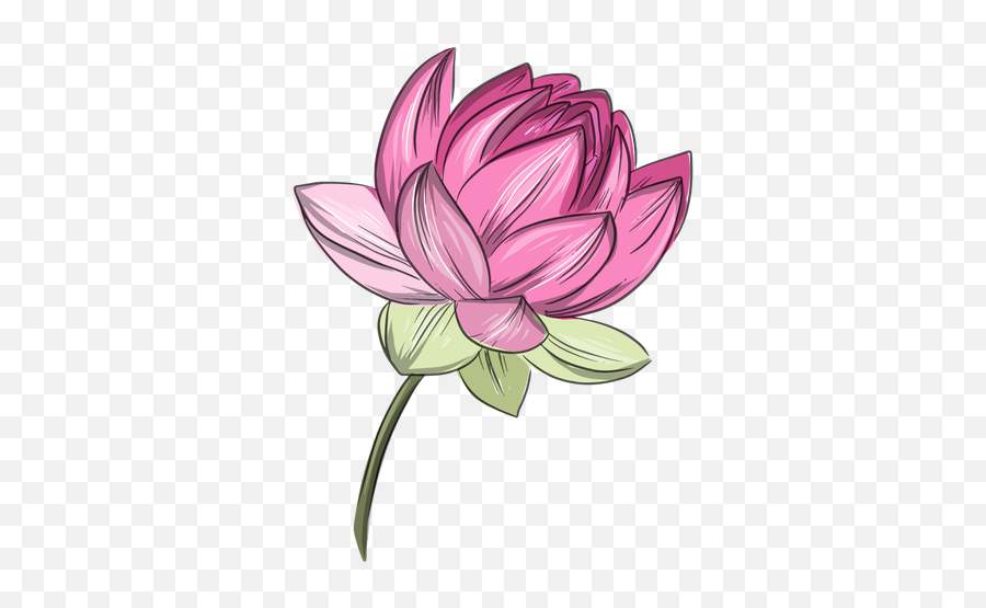 Chinese Pink Lotus Flower - Lotus Drawing And Colour Emoji,Flower Transparent
