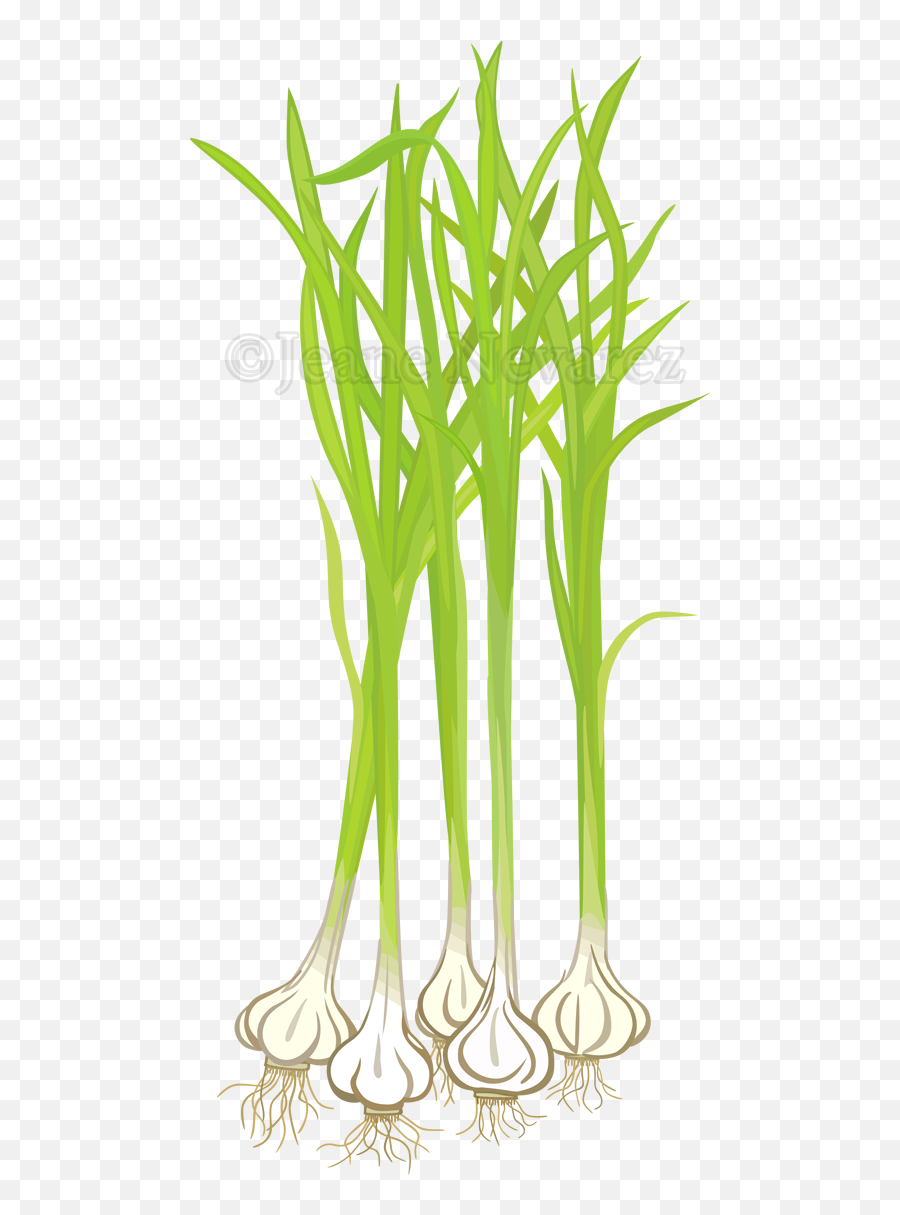 Art By Jeane Nevarez Garlic 2122297 - Png Images Pngio Garlic Plant Clipart Emoji,Garlic Clipart